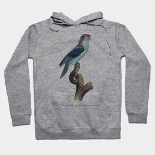 Musk Lorikeet / La Perruche a Bandeau Rouge- Jacques Barraband 19th century Illustration Hoodie